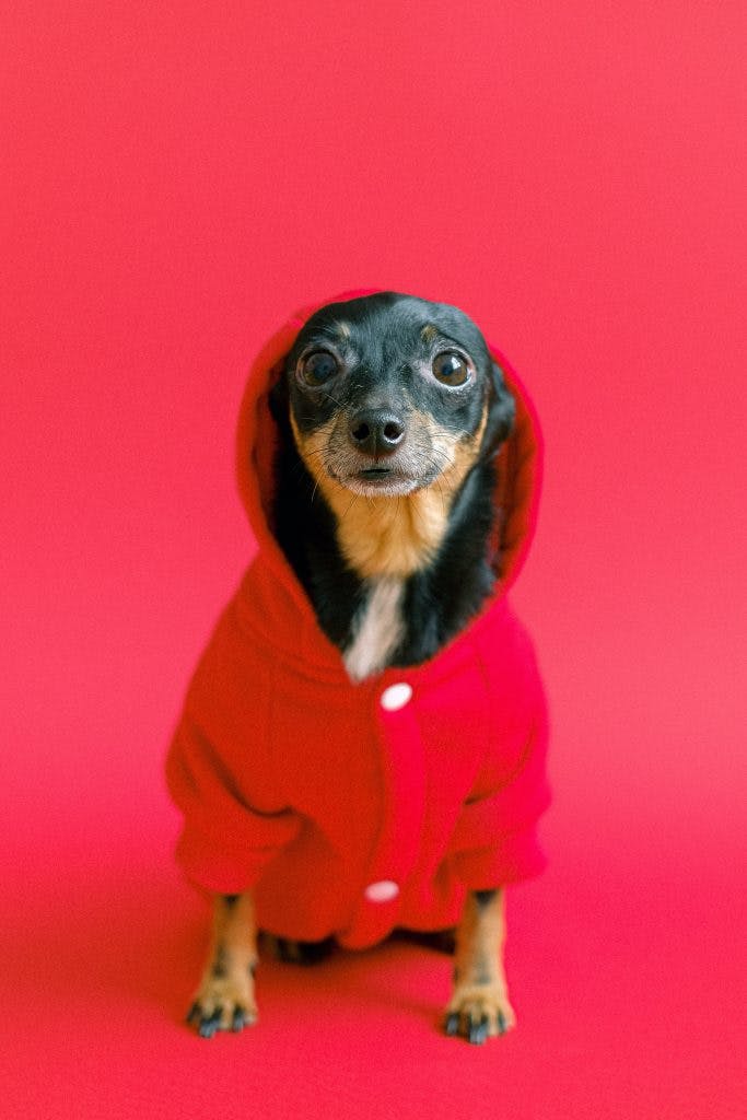 Svart liten hund med röd jacka