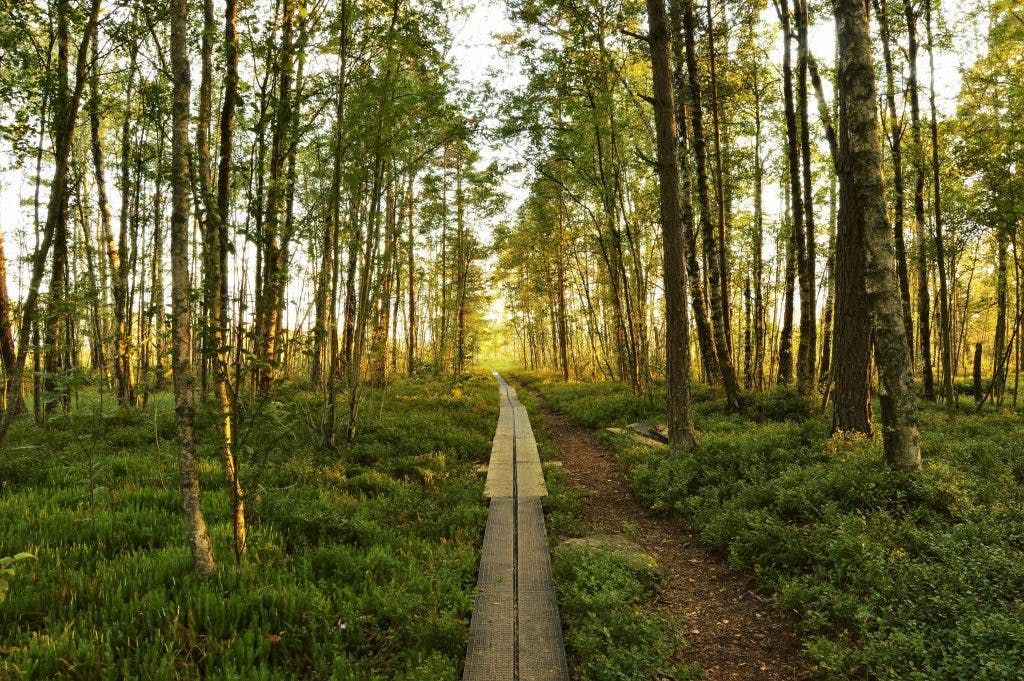 Spänger i trä genom svensk skog