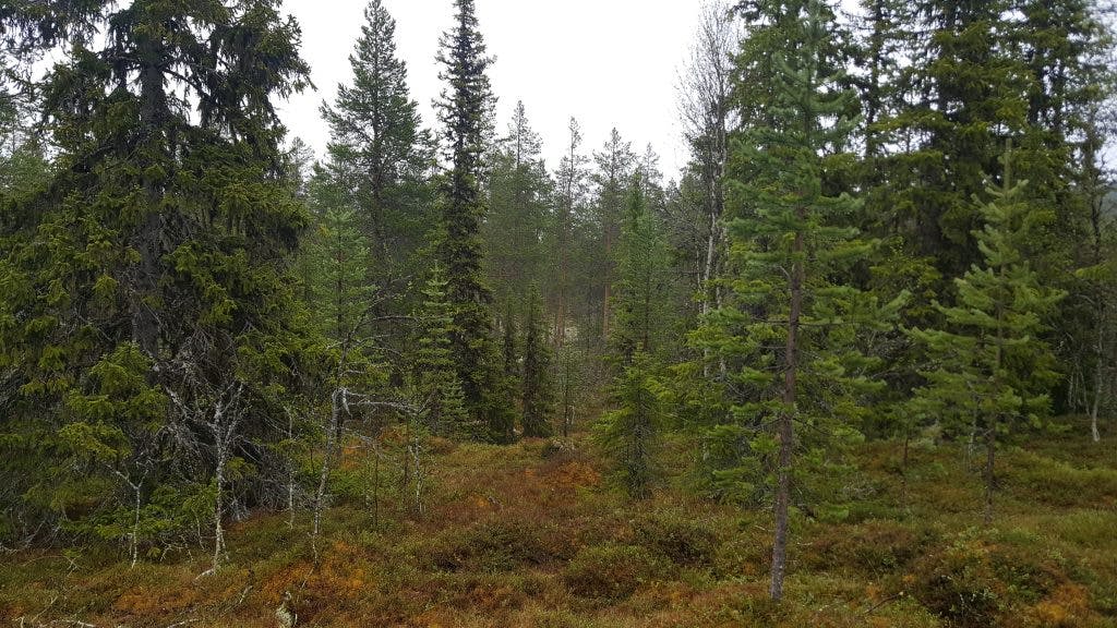 Skog och mark på fjället i Lofsdalen